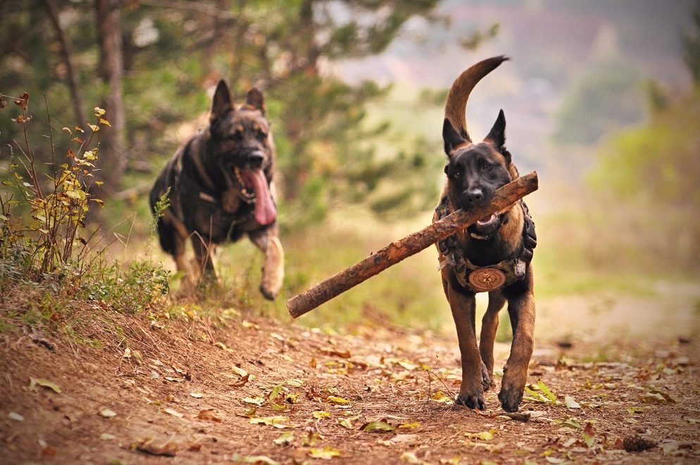 Perros